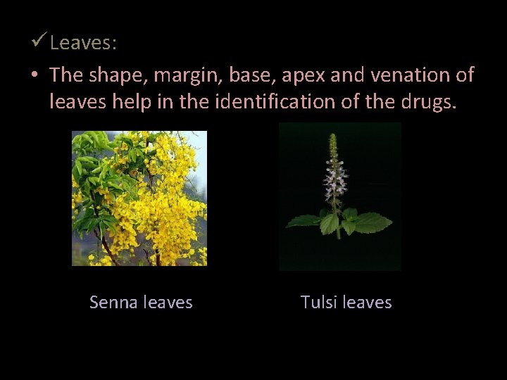 ü Leaves: • The shape, margin, base, apex and venation of leaves help in