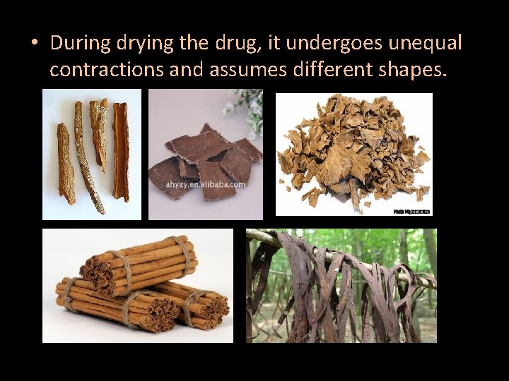  • During drying the drug, it undergoes unequal contractions and assumes different shapes.