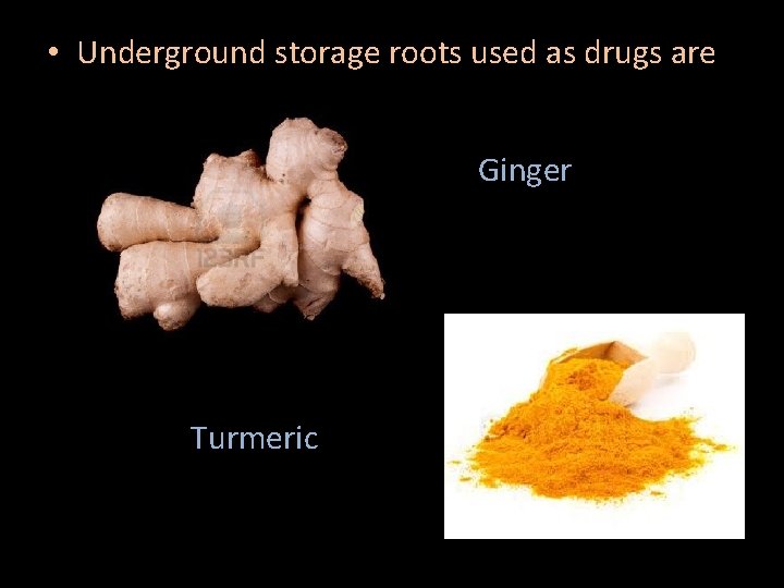  • Underground storage roots used as drugs are Ginger Turmeric 