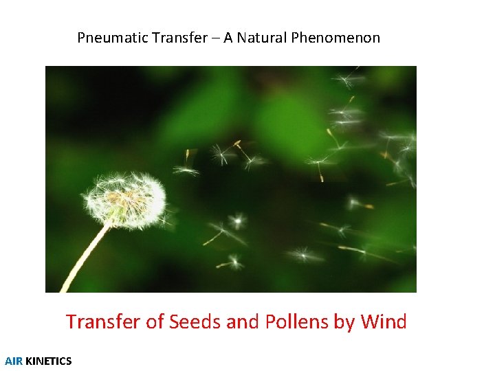 Pneumatic Transfer – A Natural Phenomenon Transfer of Seeds and Pollens by Wind AIR