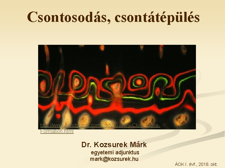 Csontosodás, csontátépülés http: //www. sandgrains. com/Body-Gallery-Close-Bone. Formation. html Dr. Kozsurek Márk egyetemi adjunktus mark@kozsurek.