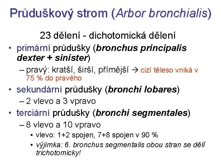 Průduškový strom (Arbor bronchialis) 23 dělení - dichotomická dělení • primární průdušky (bronchus principalis Průduškový strom (Arbor bronchialis) 23 dělení - dichotomická dělení • primární průdušky (bronchus principalis