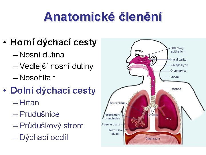 Anatomické členění • Horní dýchací cesty – Nosní dutina – Vedlejší nosní dutiny – Anatomické členění • Horní dýchací cesty – Nosní dutina – Vedlejší nosní dutiny –