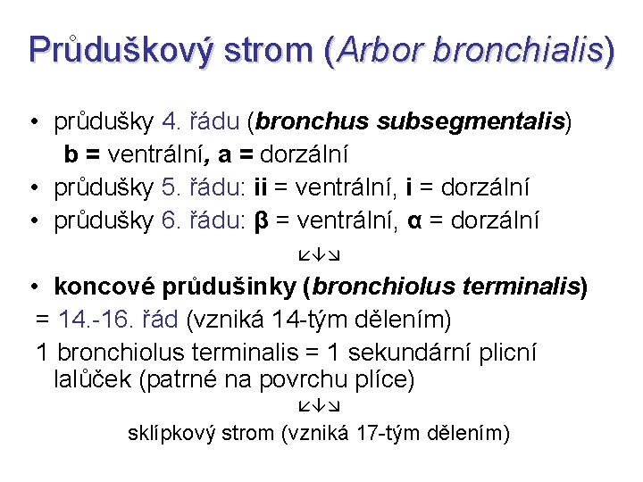 Průduškový strom (Arbor bronchialis) • průdušky 4. řádu (bronchus subsegmentalis) b = ventrální, a Průduškový strom (Arbor bronchialis) • průdušky 4. řádu (bronchus subsegmentalis) b = ventrální, a
