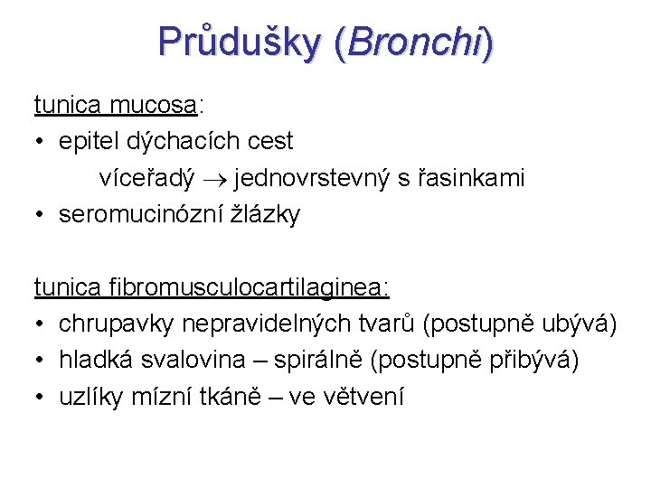 Průdušky (Bronchi) tunica mucosa: • epitel dýchacích cest víceřadý jednovrstevný s řasinkami • seromucinózní Průdušky (Bronchi) tunica mucosa: • epitel dýchacích cest víceřadý jednovrstevný s řasinkami • seromucinózní