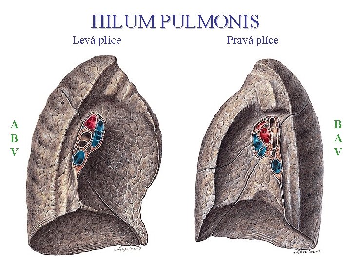 HILUM PULMONIS Levá plíce A B V Pravá plíce B A V HILUM PULMONIS Levá plíce A B V Pravá plíce B A V
