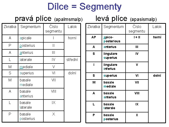 Dílce = Segmenty pravá plíce (apalmsmalp) levá plíce (apasismalp) Zkratka Segmentum Číslo segmentu Lalok Dílce = Segmenty pravá plíce (apalmsmalp) levá plíce (apasismalp) Zkratka Segmentum Číslo segmentu Lalok
