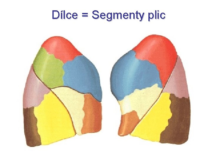Dílce = Segmenty plic Dílce = Segmenty plic