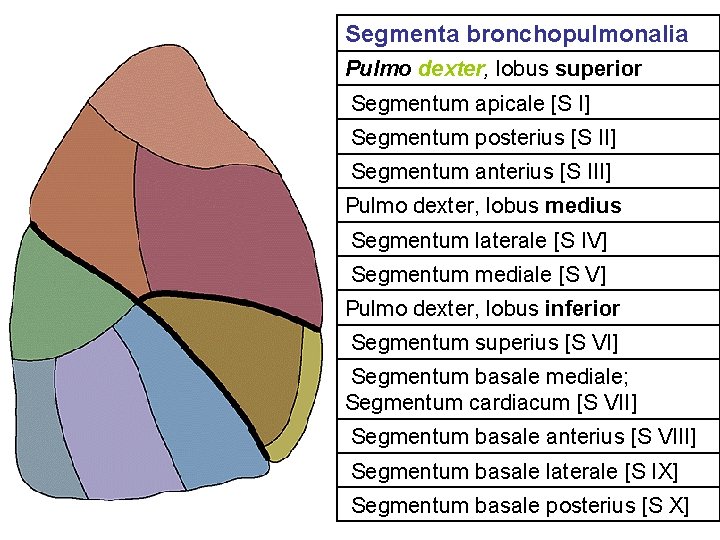 Segmenta bronchopulmonalia Pulmo dexter, lobus superior Segmentum apicale [S I] Segmentum posterius [S II]