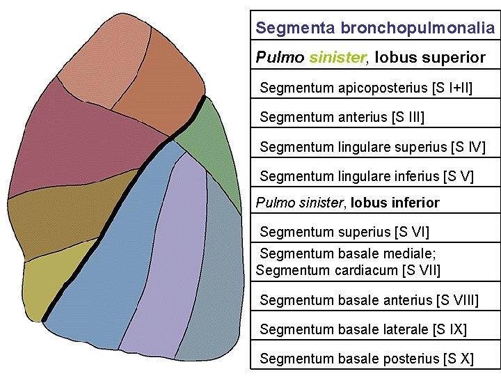Segmenta bronchopulmonalia Pulmo sinister, lobus superior Segmentum apicoposterius [S I+II] Segmentum anterius [S III]