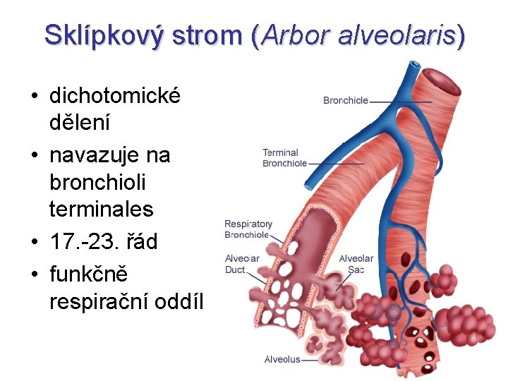 Sklípkový strom (Arbor alveolaris) • dichotomické dělení • navazuje na bronchioli terminales • 17. Sklípkový strom (Arbor alveolaris) • dichotomické dělení • navazuje na bronchioli terminales • 17.