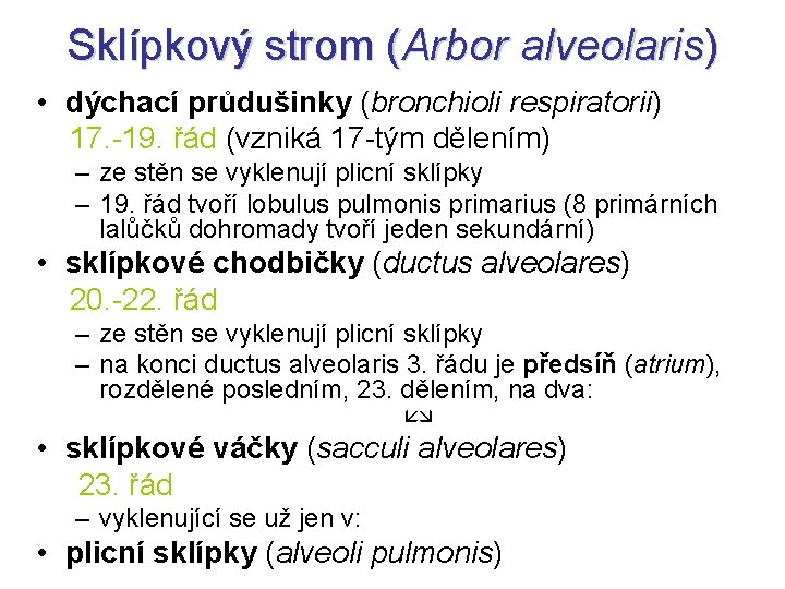 Sklípkový strom (Arbor alveolaris) • dýchací průdušinky (bronchioli respiratorii) 17. -19. řád (vzniká 17 Sklípkový strom (Arbor alveolaris) • dýchací průdušinky (bronchioli respiratorii) 17. -19. řád (vzniká 17