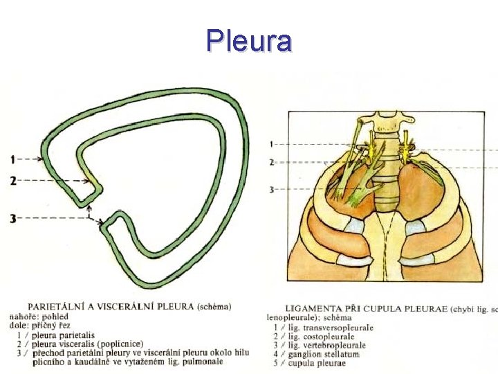 Pleura Pleura