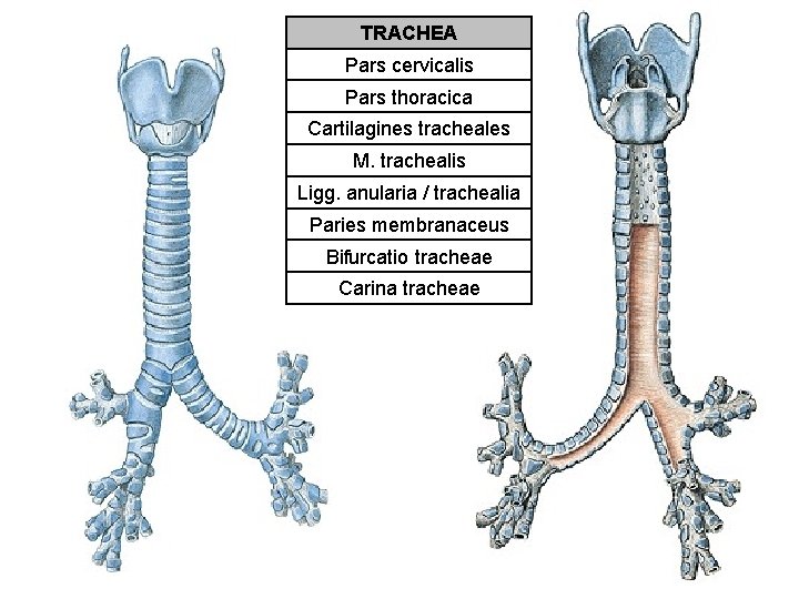 TRACHEA Pars cervicalis Pars thoracica Cartilagines tracheales M. trachealis Ligg. anularia / trachealia Paries TRACHEA Pars cervicalis Pars thoracica Cartilagines tracheales M. trachealis Ligg. anularia / trachealia Paries
