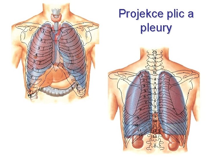 Projekce plic a pleury Projekce plic a pleury