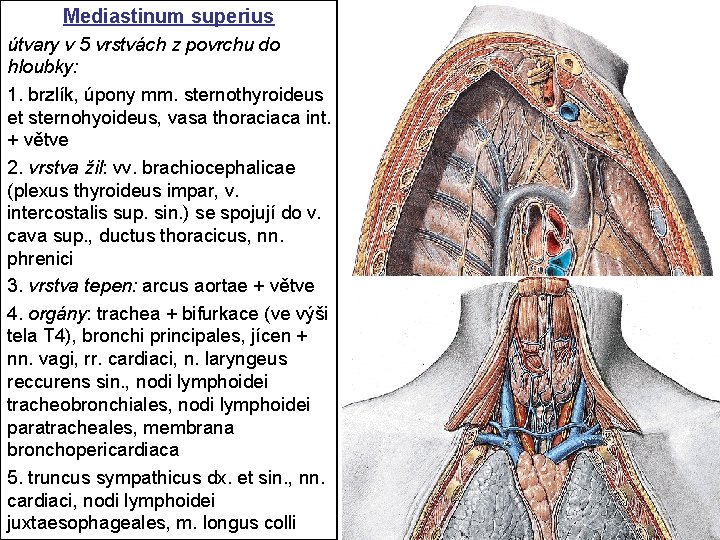 Mediastinum superius útvary v 5 vrstvách z povrchu do hloubky: 1. brzlík, úpony mm. Mediastinum superius útvary v 5 vrstvách z povrchu do hloubky: 1. brzlík, úpony mm.