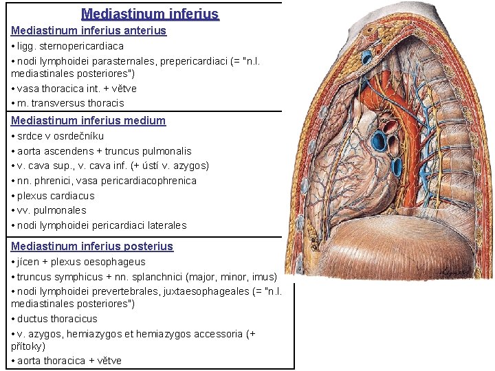 Mediastinum inferius anterius • ligg. sternopericardiaca • nodi lymphoidei parasternales, prepericardiaci (= "n. l. Mediastinum inferius anterius • ligg. sternopericardiaca • nodi lymphoidei parasternales, prepericardiaci (= "n. l.