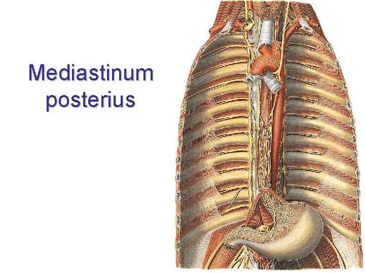 Mediastinum posterius Mediastinum posterius