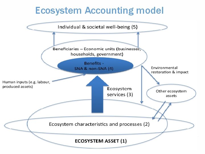 Ecosystem Accounting model 