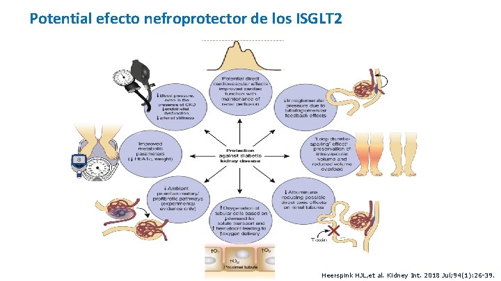 Potential efecto nefroprotector de los ISGLT 2 Heerspink HJL, et al. Kidney Int. 2018