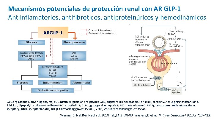 Mecanismos potenciales de protección renal con AR GLP-1 Antiinflamatorios, antifibróticos, antiproteinúricos y hemodinámicos ARGLP-1