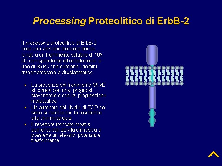 Processing Proteolitico di Erb. B-2 Il processing proteolitico di Erb. B-2 crea una versione