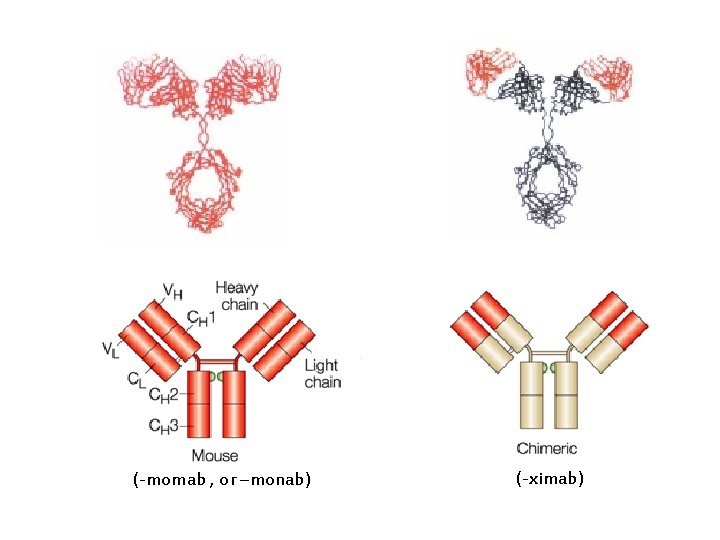 (-momab , or –monab) (-ximab) 