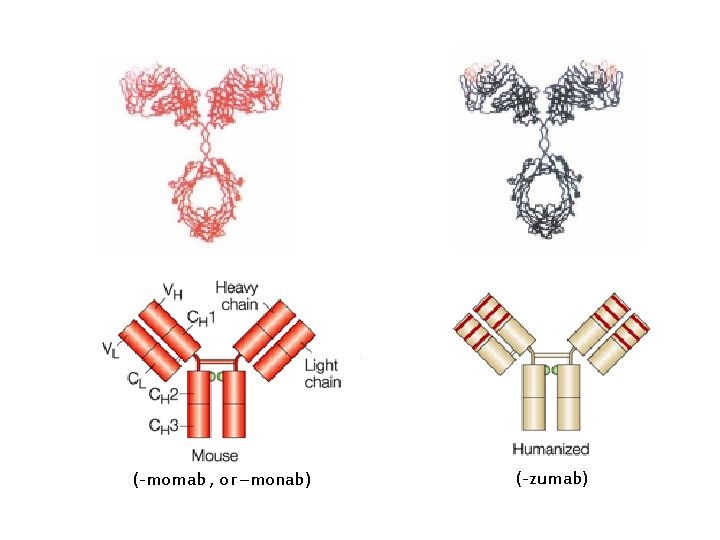 (-momab , or –monab) (-zumab) 