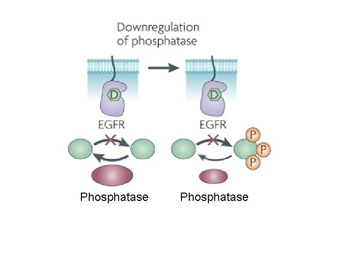 Phosphatase 