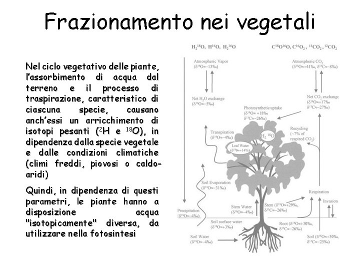 Frazionamento nei vegetali Nel ciclo vegetativo delle piante, l’assorbimento di acqua dal terreno e