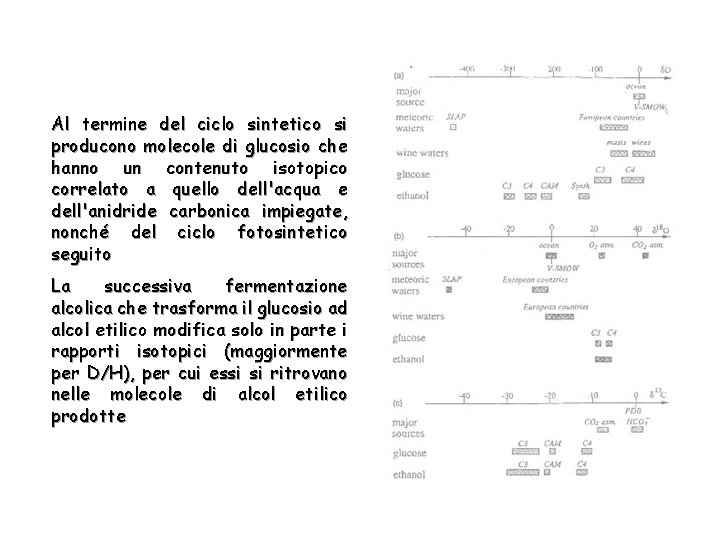 Al termine del ciclo sintetico si producono molecole di glucosio che hanno un contenuto