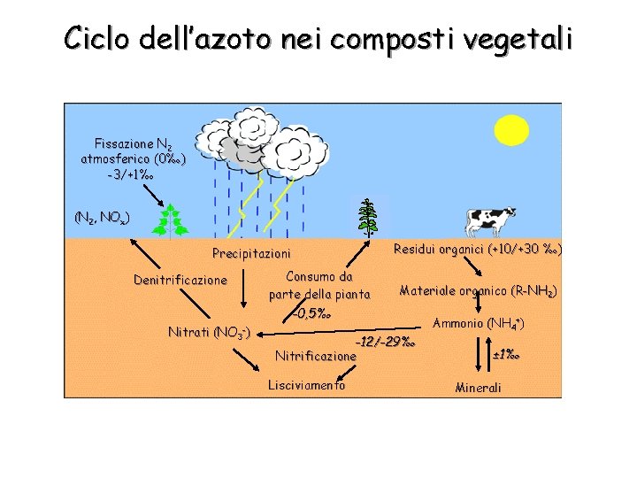 Ciclo dell’azoto nei composti vegetali Fissazione N 2 atmosferico (0‰) -3/+1‰ (N 2, NOx)