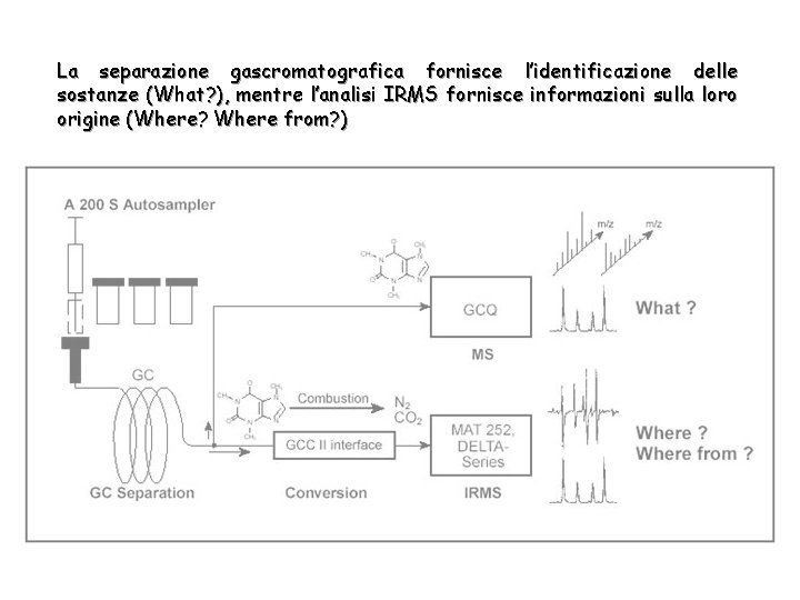 La separazione gascromatografica fornisce l’identificazione delle sostanze (What? ), mentre l’analisi IRMS fornisce informazioni