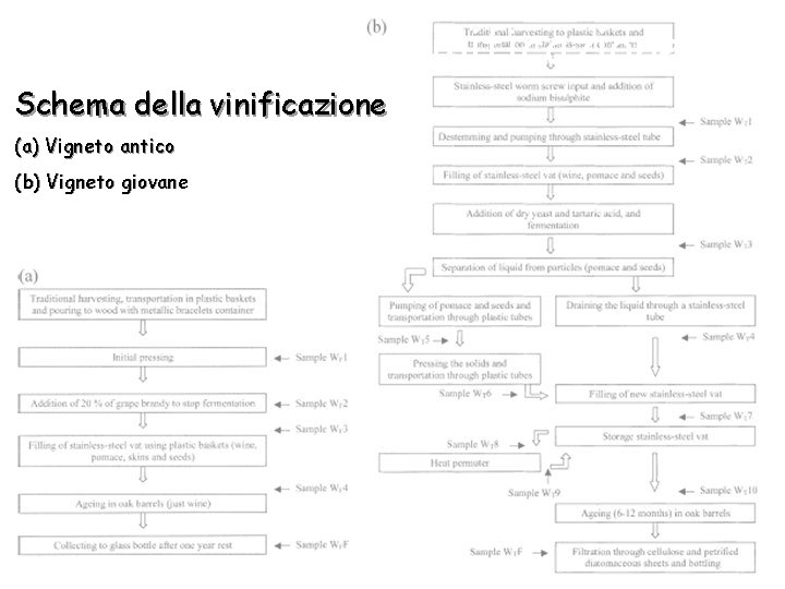 Schema della vinificazione (a) Vigneto antico (b) Vigneto giovane 