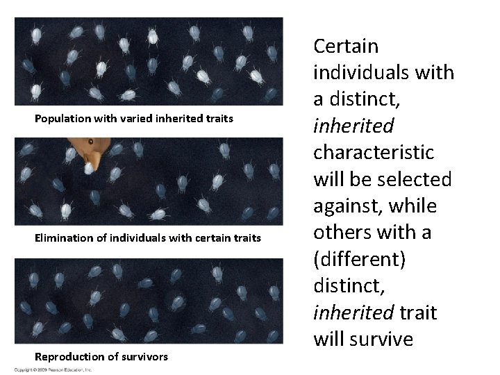 1 Population with varied inherited traits 2 Elimination of individuals with certain traits 3