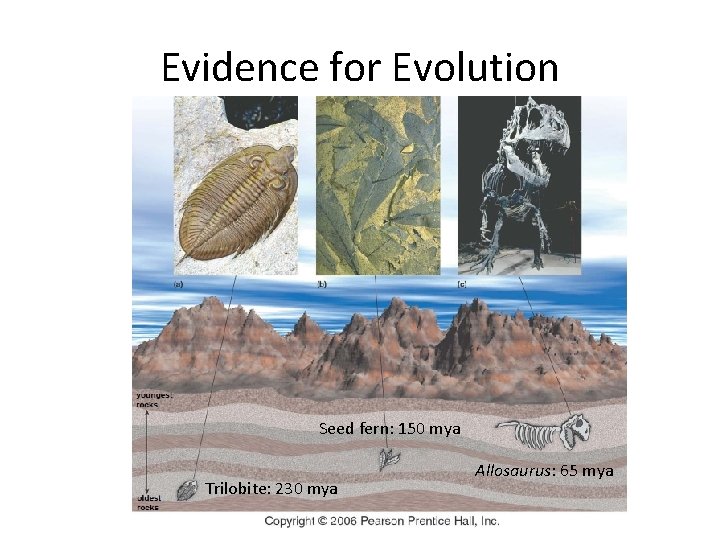 Evidence for Evolution Seed fern: 150 mya Trilobite: 230 mya Allosaurus: 65 mya 