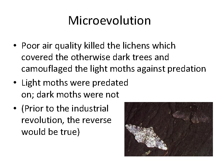 Microevolution • Poor air quality killed the lichens which covered the otherwise dark trees