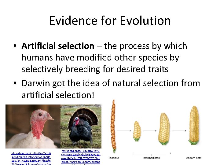 Evidence for Evolution • Artificial selection – the process by which humans have modified