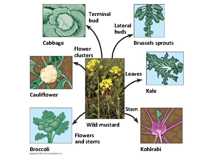 Terminal bud Cabbage Lateral buds Flower clusters Brussels sprouts Leaves Kale Cauliflower Stem Wild