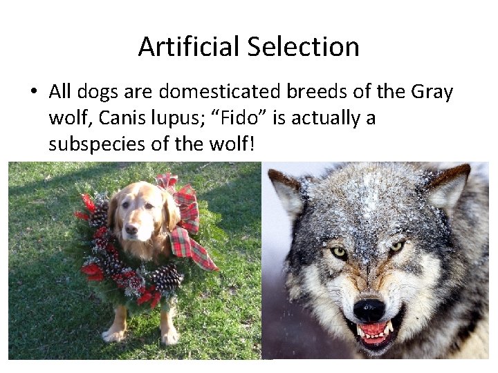 Artificial Selection • All dogs are domesticated breeds of the Gray wolf, Canis lupus;