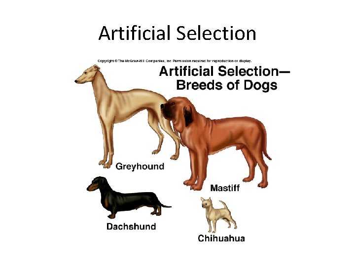 Artificial Selection 