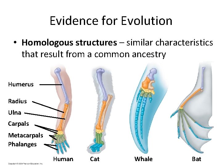 Evidence for Evolution • Homologous structures – similar characteristics that result from a common