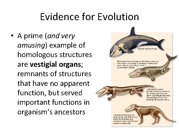 Evidence for Evolution • A prime (and very amusing) example of homologous structures are