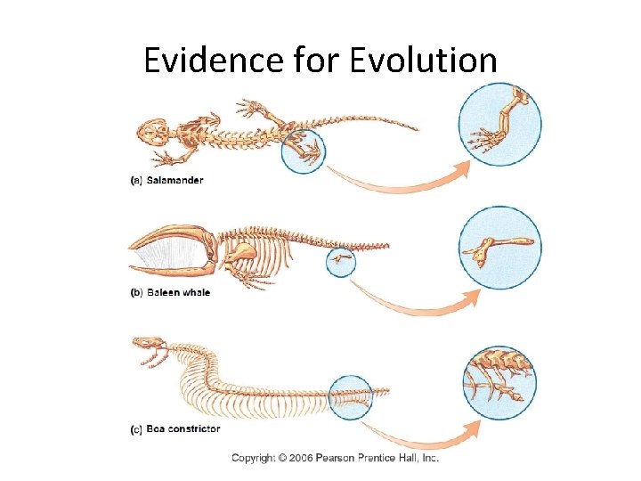 Evidence for Evolution 