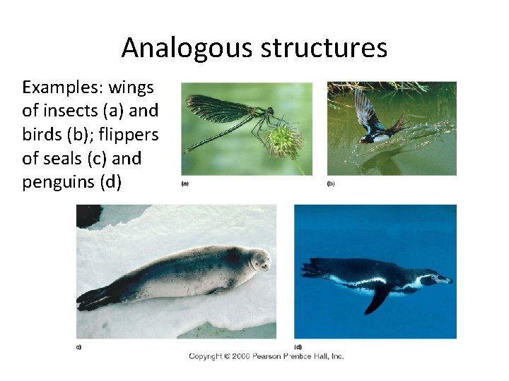 Analogous structures Examples: wings of insects (a) and birds (b); flippers of seals (c)