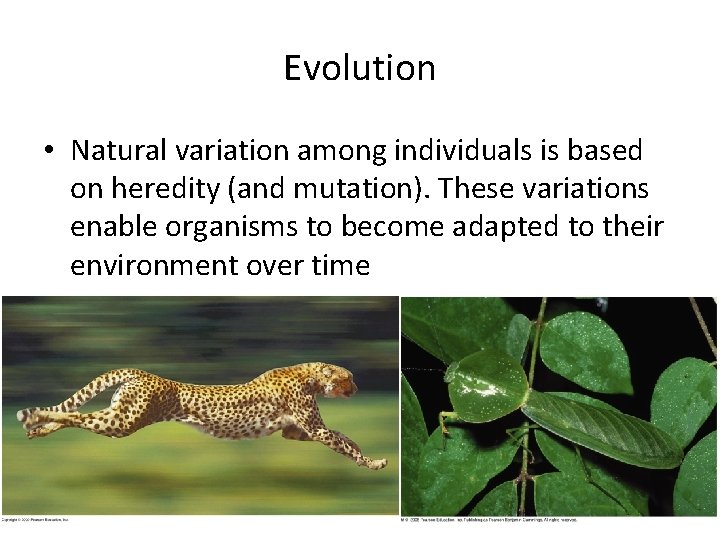 Evolution • Natural variation among individuals is based on heredity (and mutation). These variations