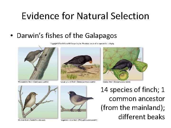 Evidence for Natural Selection • Darwin’s fishes of the Galapagos 14 species of finch;