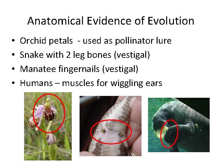 Anatomical Evidence of Evolution • • Orchid petals - used as pollinator lure Snake