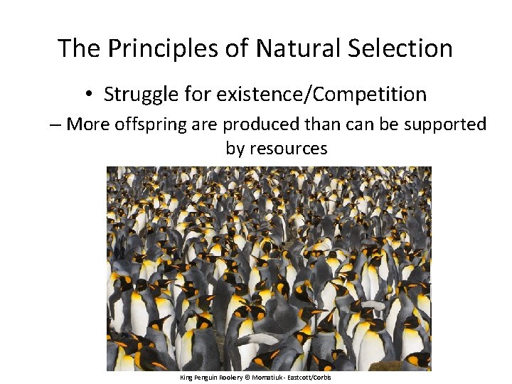 The Principles of Natural Selection • Struggle for existence/Competition – More offspring are produced