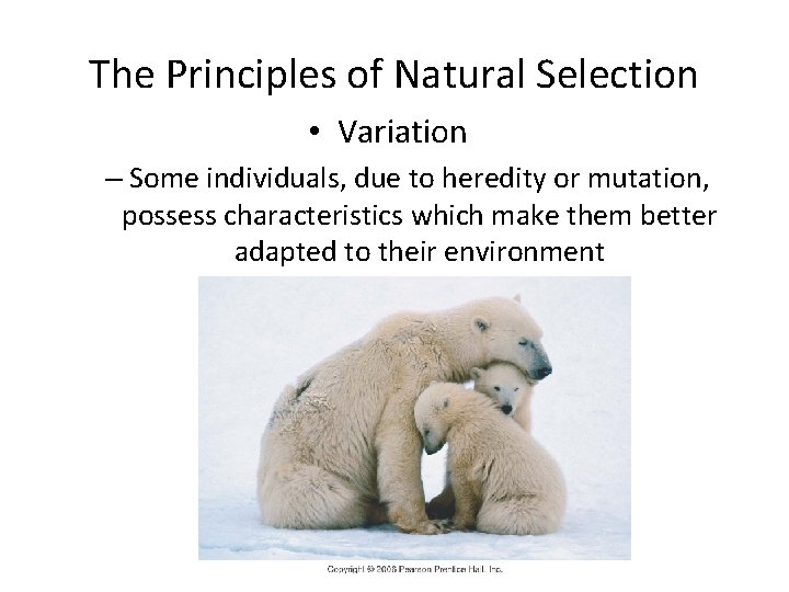 The Principles of Natural Selection • Variation – Some individuals, due to heredity or